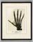 Photographic print of an X-ray of the right hand of HRH Prince