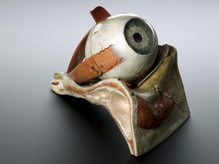 Model of human eye | Science Museum Group Collection