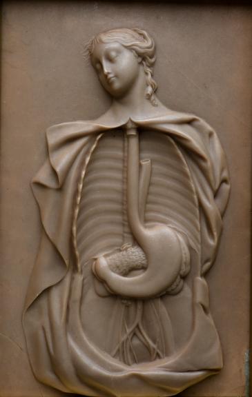 Wax plaque showing a dissected female figure