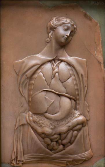 Wax plaque showing a dissected female figure