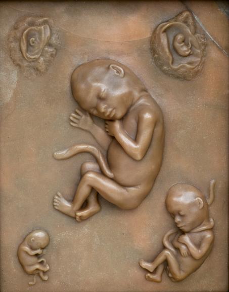 Plaque showing the development of a human embryo