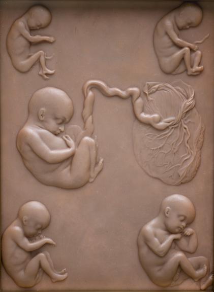 Plaque showing the development of a human embryo