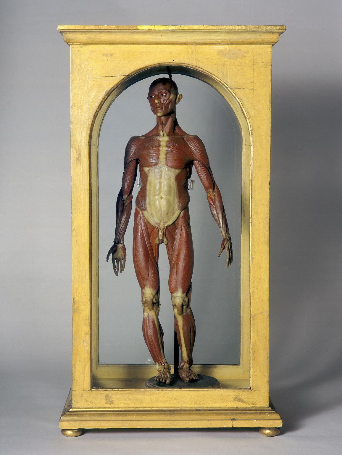 Wax male anatomical figure