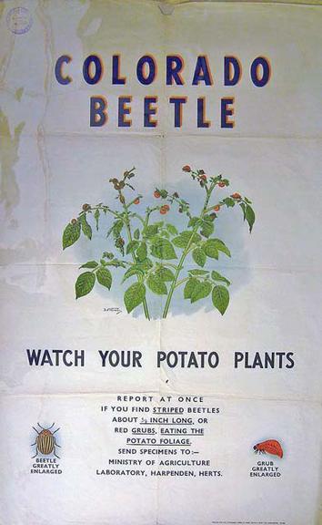 Colorado Beetle - Watch Your Potato Plants (poster)