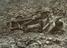 Arthur Trevena collection of photographs