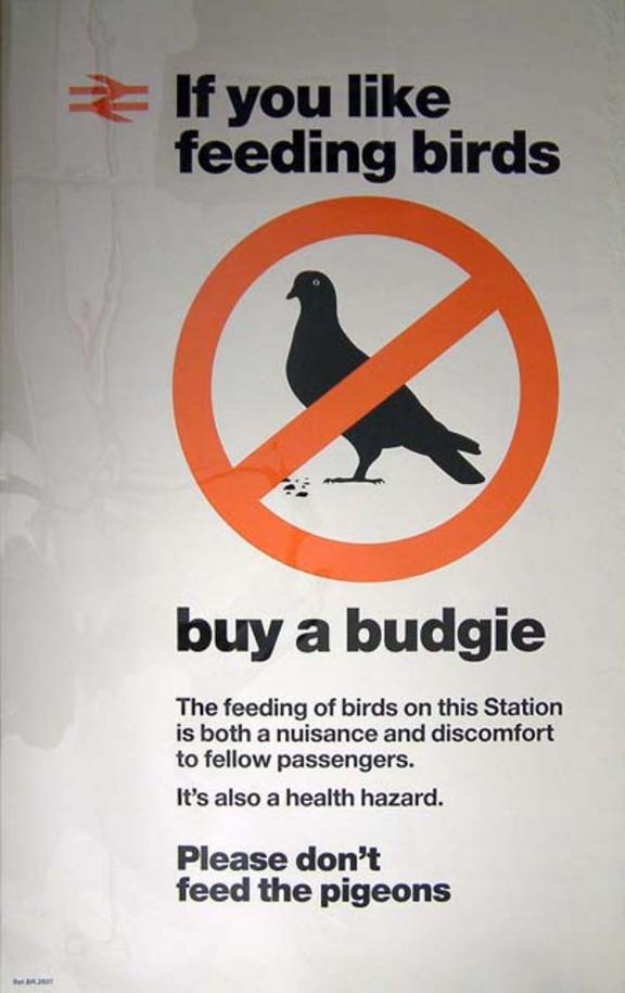 If You Like Feeding Birds, Buy A Budgie