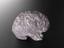 3D printed model of brain