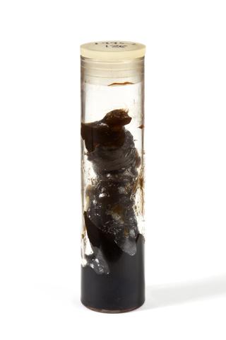 Koto medicated cream