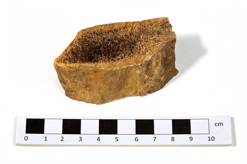 Piece of animal bone, cut; possibly rib.