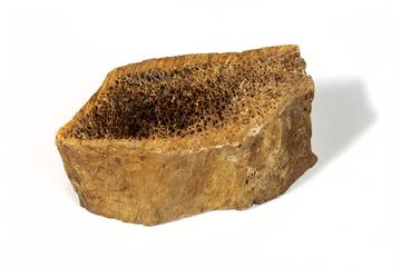 piece of animal bone