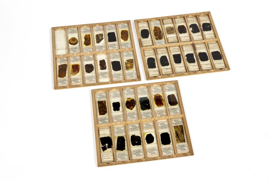 Samples of coal slices so thin as to be translucent and mounted