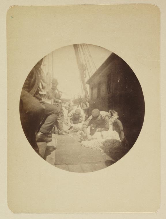 Shearing sheep on deck of a ship