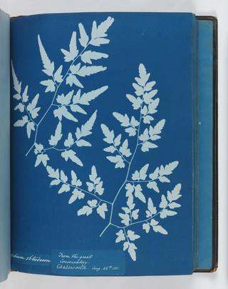 Cyanotype of Aspidium obtusum, 1851