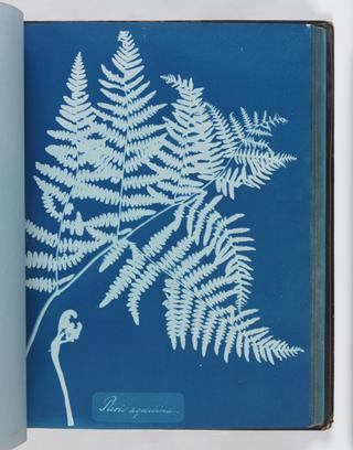 Cyanotype of Pteris aquilina, 1853