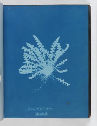 Cyanotype of Ceterach officinarum, 1853