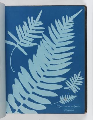 Cyanotype of Polypodium vulgare, 1853