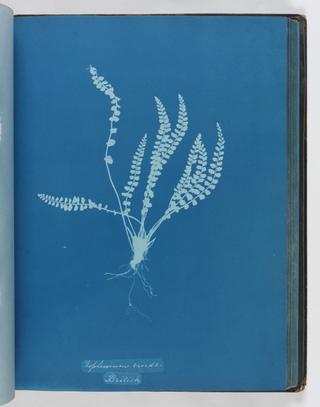 Cyanotype of Asplenium viride, 1853