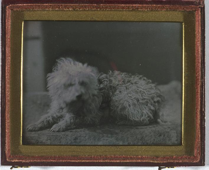 Portrait of a dog
    Cased daguerreotype of dog.