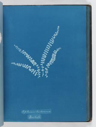 Cyanotype of Asplenium trichomanes, 1853