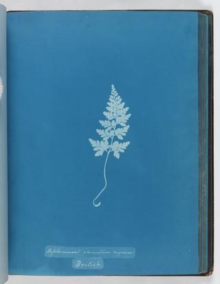 Cyanotype of Asplenium adiantum-nigrum, 1853