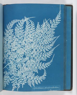 Cyanotype of Aspidium denticulatum, 1853