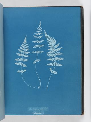 Cyanotype of Cystopteris fragilis, 1853