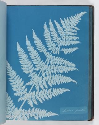 Cyanotype of Lastrea foenisecii, 1853