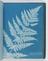 Album of cyanotypes of British and Foreign Ferns
