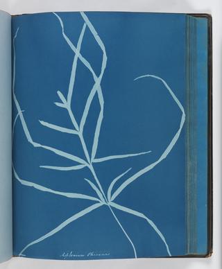 Cyanotype of Asplenium chinensis, 1853