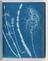 Album of cyanotypes of British and Foreign Ferns