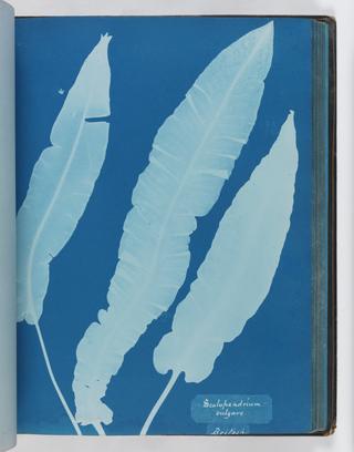 Cyanotype of Scolopendrium vulgare, 1853