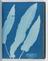 Album of cyanotypes of British and Foreign Ferns