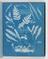 Album of cyanotypes of British and Foreign Ferns
