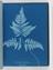 Album of cyanotypes of British and Foreign Ferns