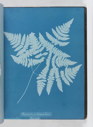 Cyanotype of Polypodium dryopteris, 1853