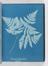 Album of cyanotypes of British and Foreign Ferns
