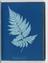 Album of cyanotypes of British and Foreign Ferns