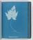 Album of cyanotypes of British and Foreign Ferns