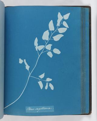 Cyanotype of Pteris sagittaria, 1853