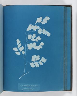 Cyanotype of Adiantum tenerum, 1853