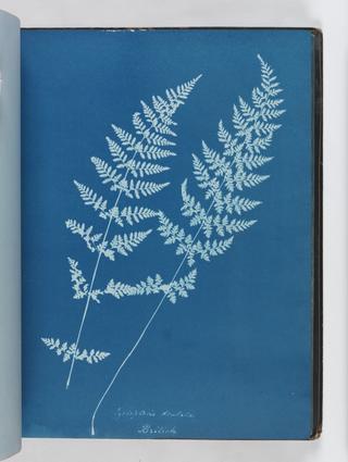 Cyanotype of Cystopteris dentata, 1853