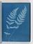 Album of cyanotypes of British and Foreign Ferns