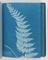 Album of cyanotypes of British and Foreign Ferns