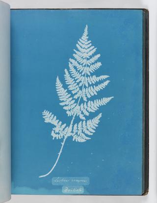 Cyanotype of Lastrea recurva, 1853