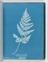 Album of cyanotypes of British and Foreign Ferns