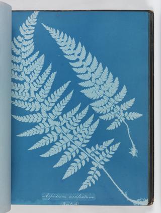 Cyanotype of Aspidium aculeatum, 1853