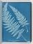 Album of cyanotypes of British and Foreign Ferns