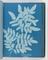 Album of cyanotypes of British and Foreign Ferns