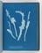 Album of cyanotypes of British and Foreign Ferns