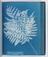 Album of cyanotypes of British and Foreign Ferns